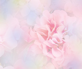 Wall Mural - sweet hydrangea flower