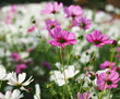 Beautiful Cosmos Flowers in the garden, Thailand