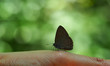 Beautiful butterfly on hand