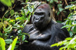 Portrait of a western lowland gorilla (Gorilla gorilla gorilla) close up at a short distance. Silverback - adult male of a gorilla in a native habitat.