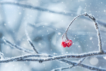 Poster - Background with a mountain ash cluster in snow