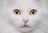 Fototapeta Koty - White cat