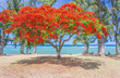 flamboyant rouge fleuri, Saint-Leu, île de la Réunion