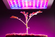 © nikkytok - young tomato plant under LED grow light