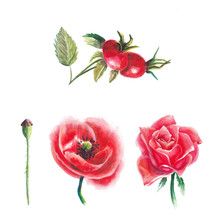 Watercolor Red Flowers Set
