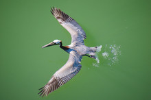 Pelican Taking Off From Water Overhead View