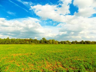  Clover field, forest and sky