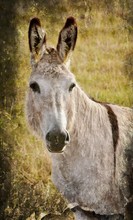 Close Up Of A Grey Donkey