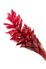 beautiful tropical red ginger flower on isolate white background