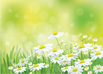 Wall Mural - vector spring landscape, beautiful chamomiles flowers.