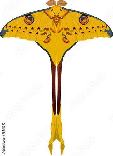 The Comet Moth Argema Mittrei Or Madagascan Moon Moth Is An African Moth Stock Vector Adobe Stock