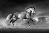 Fototapeta Konie - Horse run gallop on desert dust