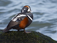 Male Harlequin Duck On Moss Covered Jetty Rock.