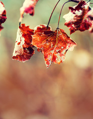 Wall Mural - Autumn winter Leaves. Frozen autumn frost cold morning ice maple leaves. Frozen autumn leaves on the branch
