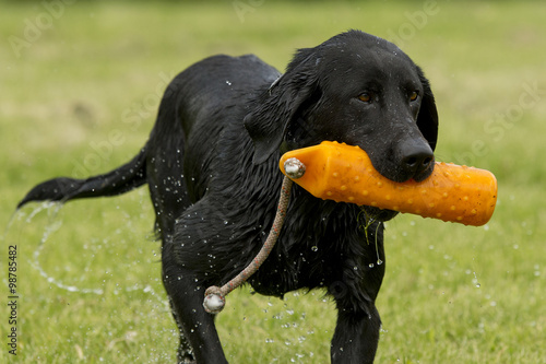 Black Lab with a training bumper