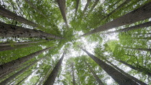 Looking Up Into Forest Canopy, Camera Rotating