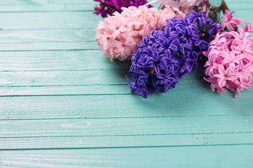 Background with fresh pink, violet, blue hyacinths on painted wo