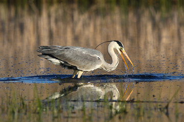 Wall Mural - Grey Heron, Ardea cinerea fising in the bog