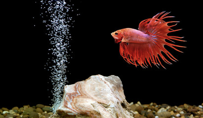 Wall Mural - betta fish, siamese fighting fish