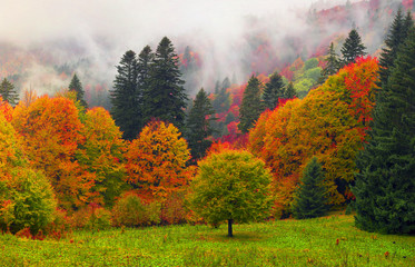 Misty autumn Transcarpathia