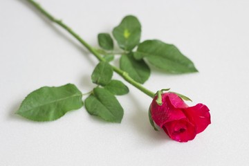 Beautiful roses as a symbol of love on Valentine's Day and every other day.