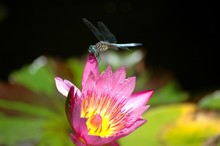 Dragonfly Resting On A Pink Water Lily; A Pink Lotus Flower With A Dragonfly Perched On It