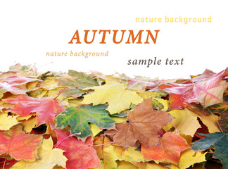 Wall Mural - Autumn maple leaves with copy space on white background