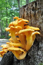 Omphalotus Illudens, Also Called Jack-o'-lantern Mushroom