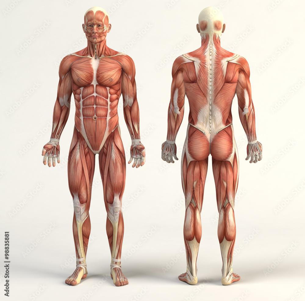 Muscular system - obrazy, fototapety, plakaty 
