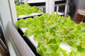 Wall Mural - Hydroponics of lettuce