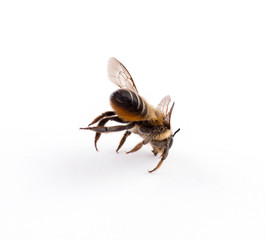 bee isolated on the white.