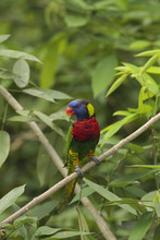 Lory Or Black-capped Lory Head(Lorius Lory)