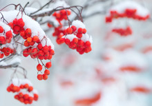 Background With Bright Red Berries Of Mountain Ash Under Snow
