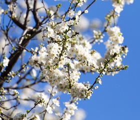 white flowers on the tree in nature