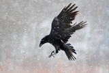 Fototapeta  - Raven in snow storm