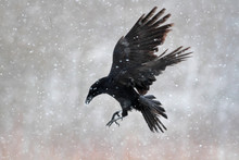 Raven In Snow Storm