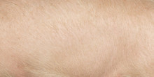 Pig Skin As A Background
