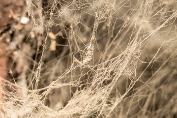Wall Mural - old web as background