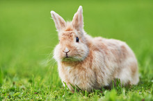 Rabbit On Grass