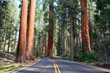 Road in Sequoia Forest