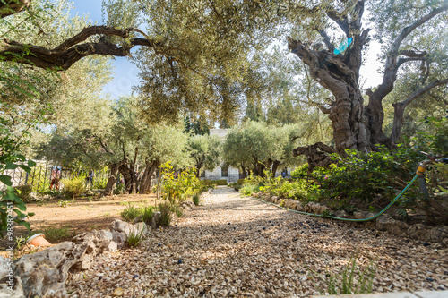 Zdjęcie XXL Ogród Getsemani, Góra Oliwna, Jerozolima