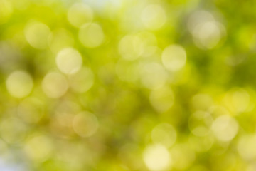 Wall Mural - Fresh soft green colour bokeh bush tree and sunlight