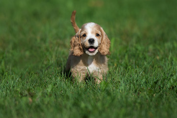 Sticker - happy cocker spaniel puppy standing on grass