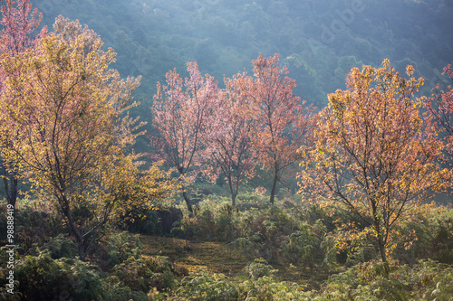 Cherry blossom forest