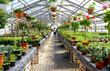 Zierpflanzen in einem Gewächshaus einer Gärtnerei // plants in a greenhouse