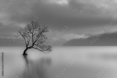 Fototapeta na wymiar Lone tree, Lake wanaka, New Zealand (black and white)