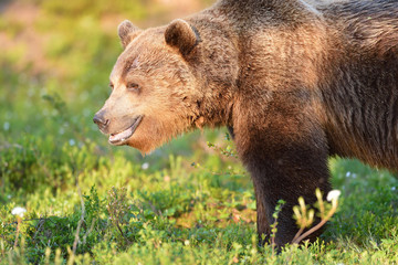 male brown bear