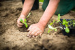 © lightpoet - Hands of  a man planting his own vegetable garden
