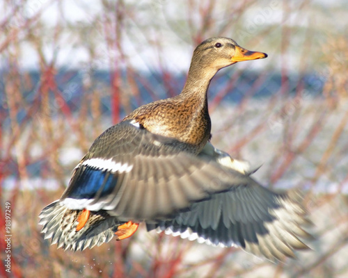 Mallard duck female taking off during hunting season 