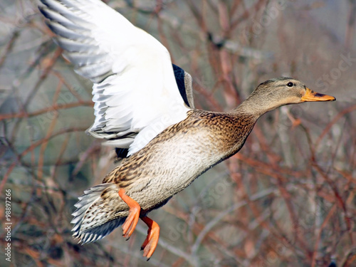 Mallard duck female taking off during hunting season 